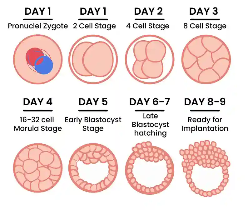 Ivf Process Embryo Development